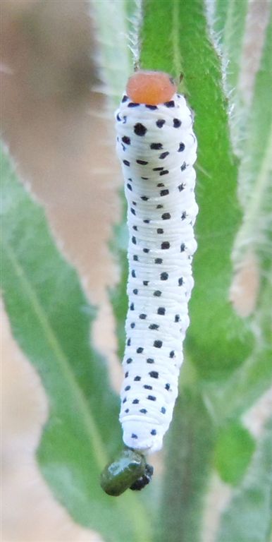 Larva di Tenthredo scrophulariae